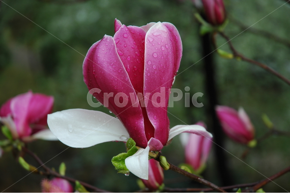 자목련,자옥란,목련,lilymagnolia,magnolialiliifloradesr,식물,자연,plants,nature,꽃,flower,비,비오는날,rain,rainy