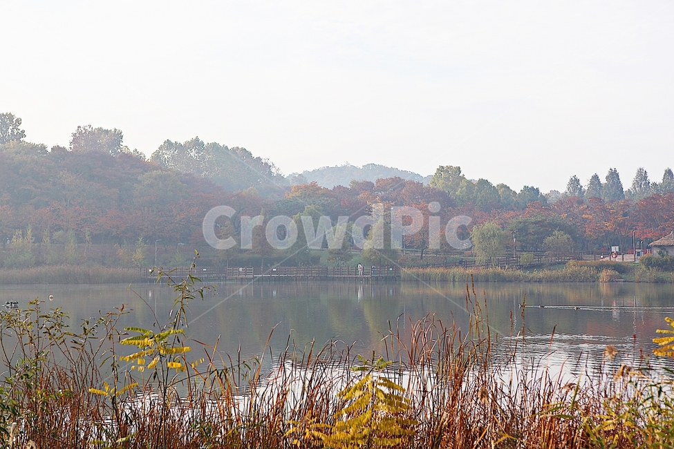 인천대공원,호수,아침,단풍,안개,울긋불긋,가을,식물,자연,풍경,공원,낙엽,하늘,가을,계절,fall,autumn,season,자연,풍경,nature,landscape,water,물,outdoors,옥외,land,땅,grass,잔디,plant
