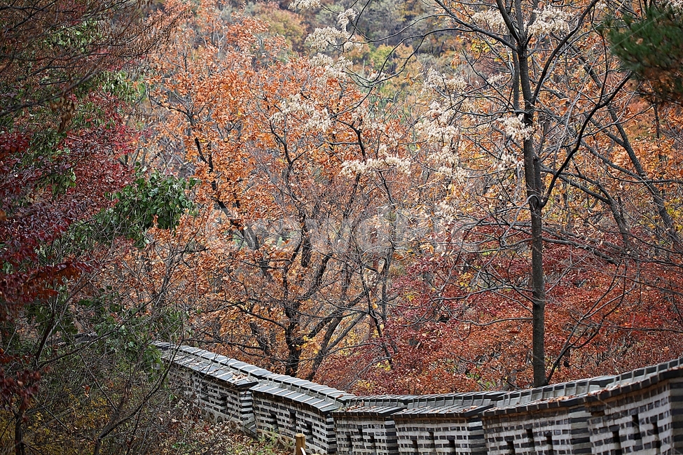 남한산성,성,성곽,단풍,낙엽,길,둘레길,담,돌담,가을,자연,풍경,벽,울긋불긋,산성,식물,숲,숲길,가을,계절,fall,autumn,season