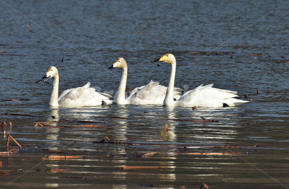 고니,tundraswan,겨울철새,보호새,야생조류,백조,swan,대형물새,오리과,천아,큰고니,동물,animal,조류,새,birds