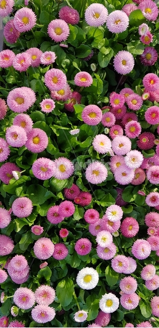 꽃,봄,데이지,봉봉데이지,롭로이,국화과,화단,pompom,bellis,perennis,roproy,겹꽃