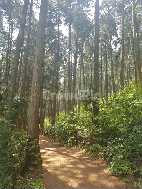 편백림,자연,풍경,산,편백나무,자연,풍경,nature,landscape,식물,plants,나무,trees,wood,휴식,힐링,rest,relaxation,healing,vegetation,초목,plant,forest,숲,outdoors,옥외,tree,woodland,삼림지,land,땅,path,통로,grove,작은 숲