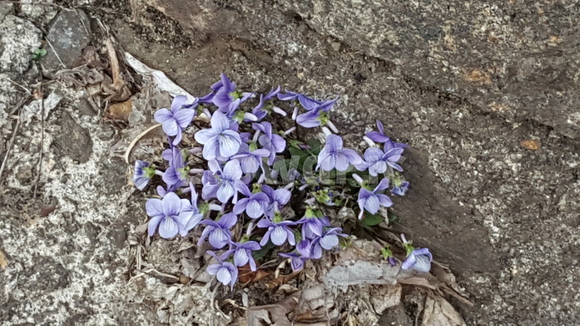 자연,제비꽃,식물,야생화,보라색,식물,자연,plants,nature,꽃,flower