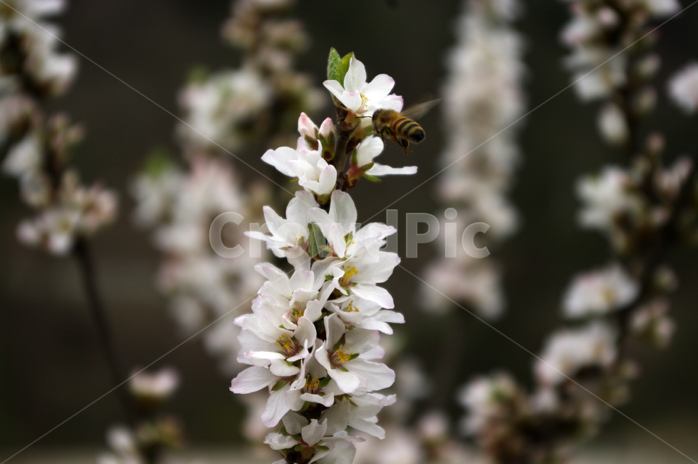 앵두꽃,꽃,식물,flower,plant,식물,자연,plants,nature,꽃,flower