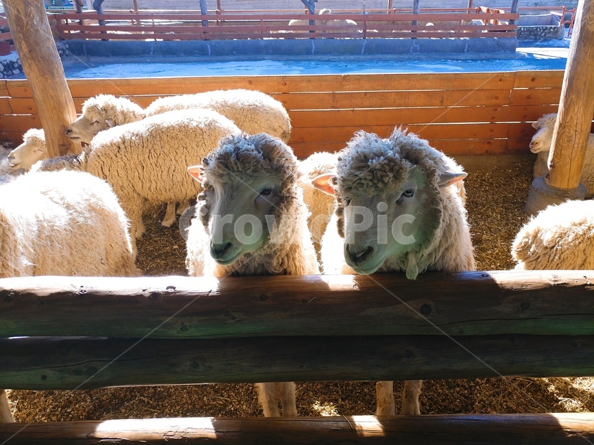 동물온순한,양,목장,양떼목장,온순한,포유류,sheep,동물,animal,포유류,mammal,산업,industry,industrial,목축업,목장,livestock farming,ranching,pasture