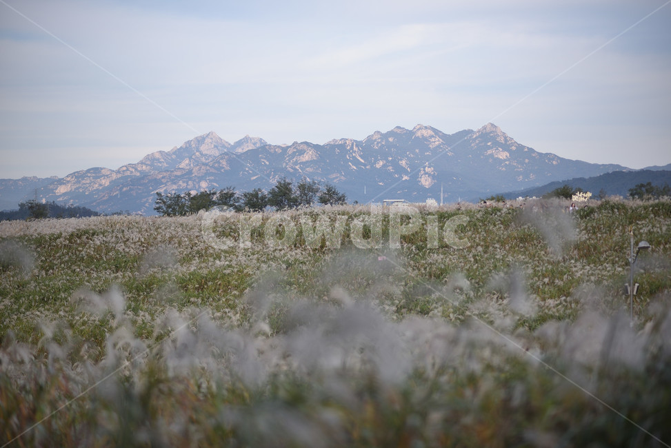 억새,식물,자연,풍경,갈대,가을,계절,fall,autumn,season,자연,풍경,nature,landscape,식물,plants,field,들,grassland,목초지,outdoors,옥외