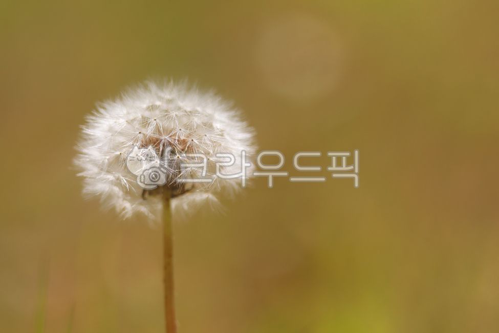 dandelionseed,dandelion seeds,plant,garden,dandelion,flower