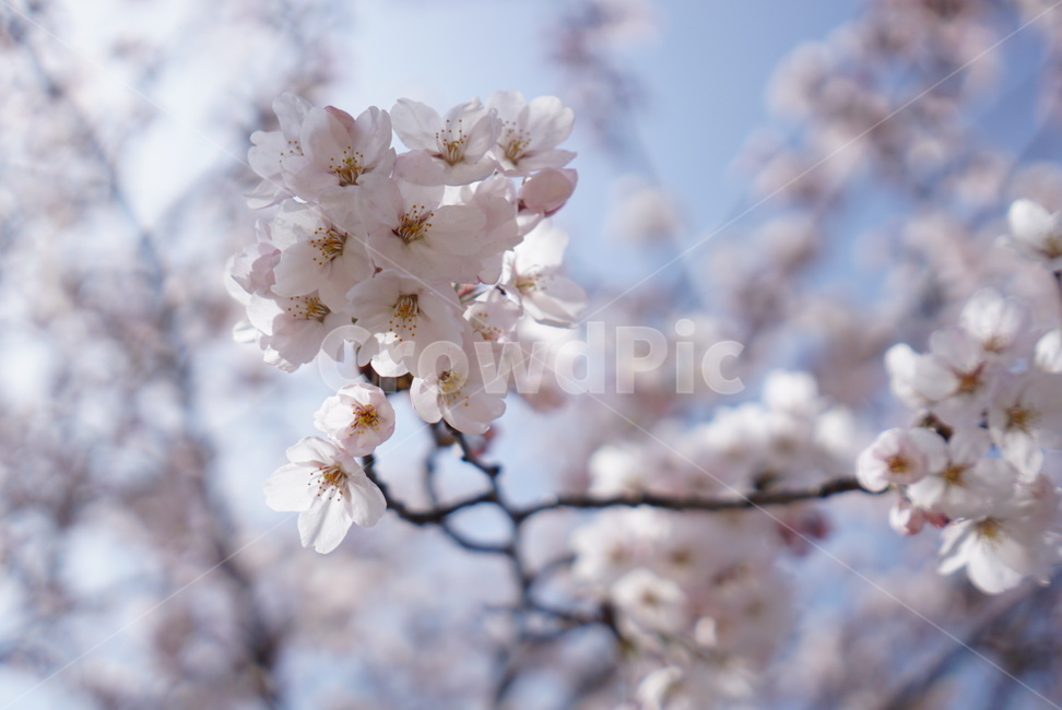 벚꽃,꽃,식물,나무,봄,봄꽃,봄,계절,spring,season,plant,blossom,flower
