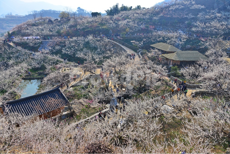 nature,자연,landscape,경치,outdoors,옥외,scenery,풍경,광양,다압,매화마을,섬진강,매화축제,청매실농원,청매원