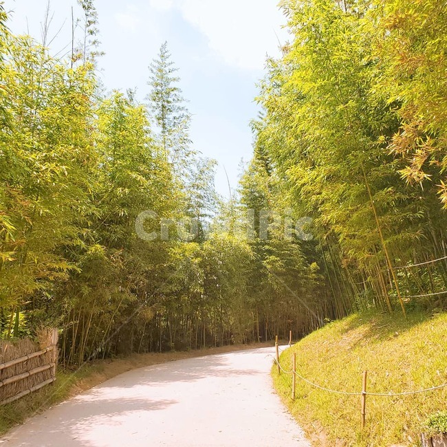 대나무,여름,죽녹원,나무,그림자,자연,풍경,nature,landscape,path,통로,tree,plant,식물