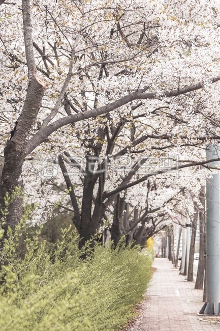 벚꽃,벚꽃나무,벚꽃길,벚꽃터널,산책로,산책길,벚꽃엔딩,벚꽃비,벚꽃잎,벚나무,봄꽃,봄,길,봄,계절,spring,season,자연,풍경,nature,landscape