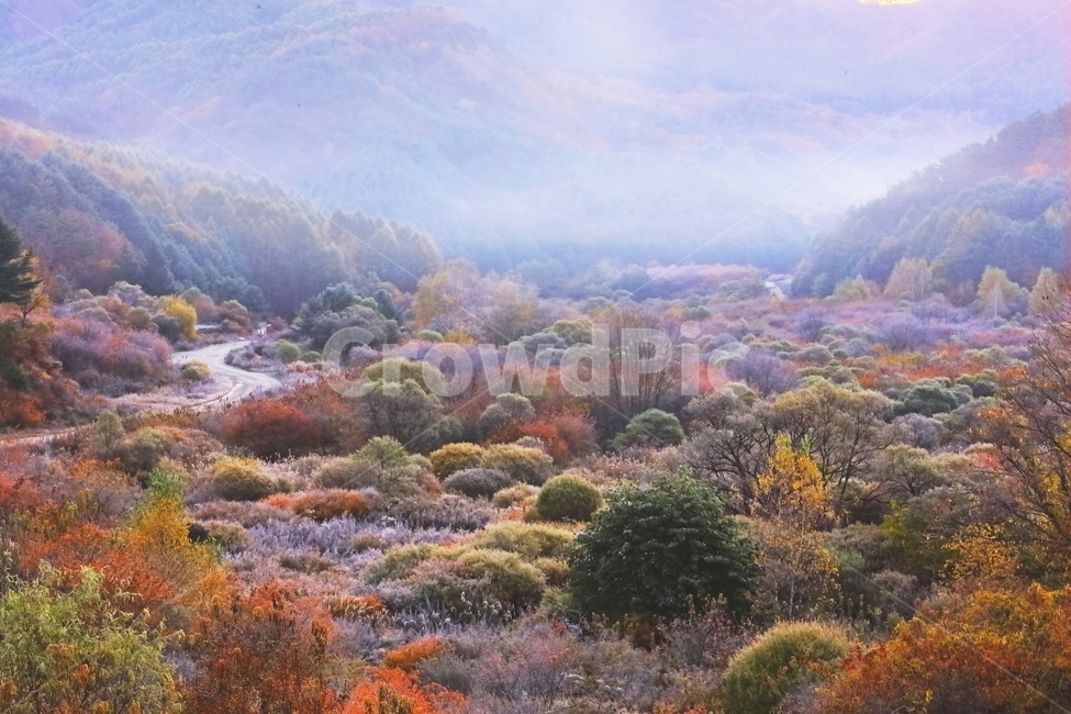 plant,outdoors,강원도,인제,비밀의정원,시크릿가든,가을,만추,추경,추색,단풍,안개,길,식물,vegetation,초목,nature,자연,옥외,landscape,경치,scenery,풍경