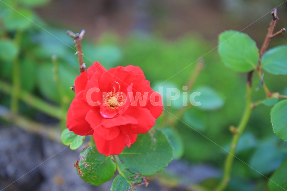 제라늄,꽃,식물,plant,flower,꽃한송이,rose,장미,식물,자연,plants,nature,꽃,flower