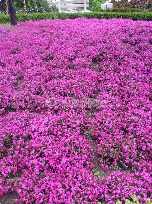 purple,보라색,꽃무리,보라꽃,flower