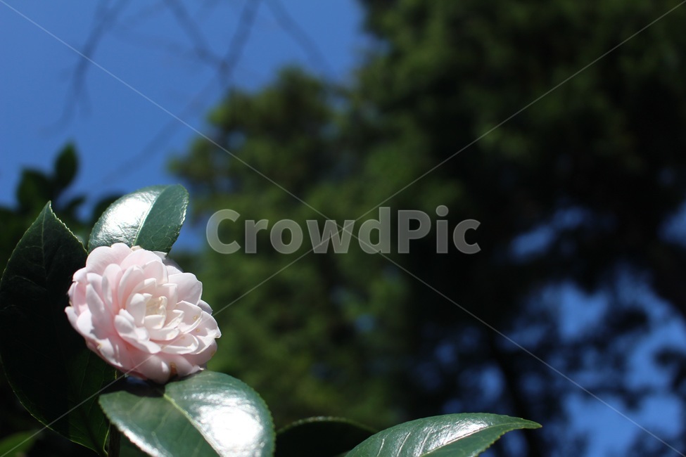 꽃,동백꽃,동백나무,카멜리아,flower,common,commoncamellia,camellia