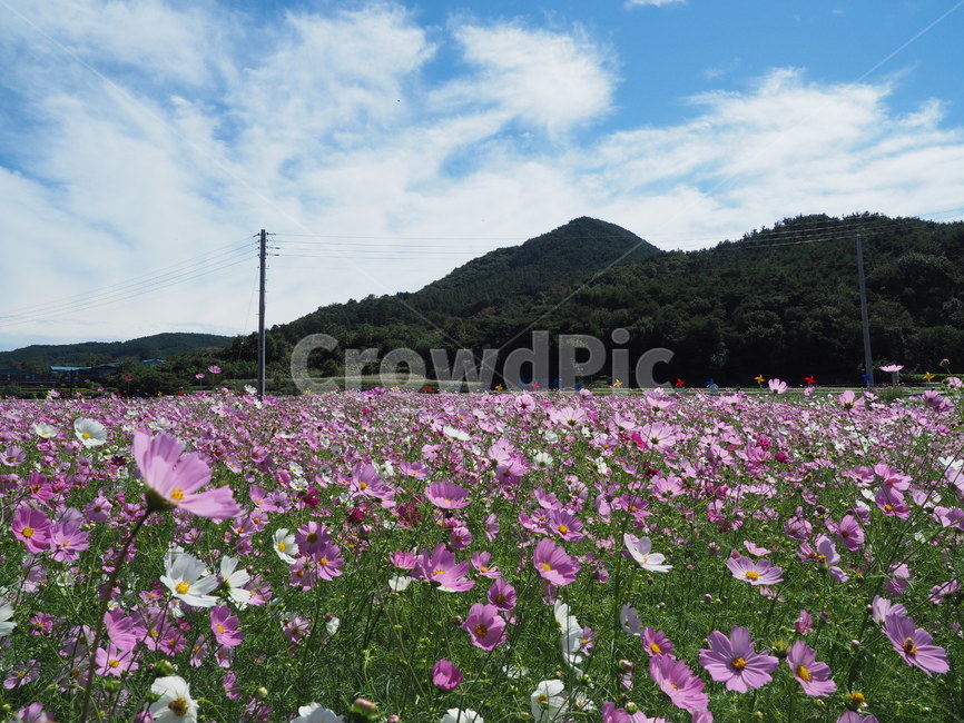 가을,코스모스,하동,북천,분홍색,맑음,가을,계절,fall,autumn,season,자연,풍경,nature,landscape,flower,꽃,geranium,제라늄,blossom,plant,식물,petal,꽃잎