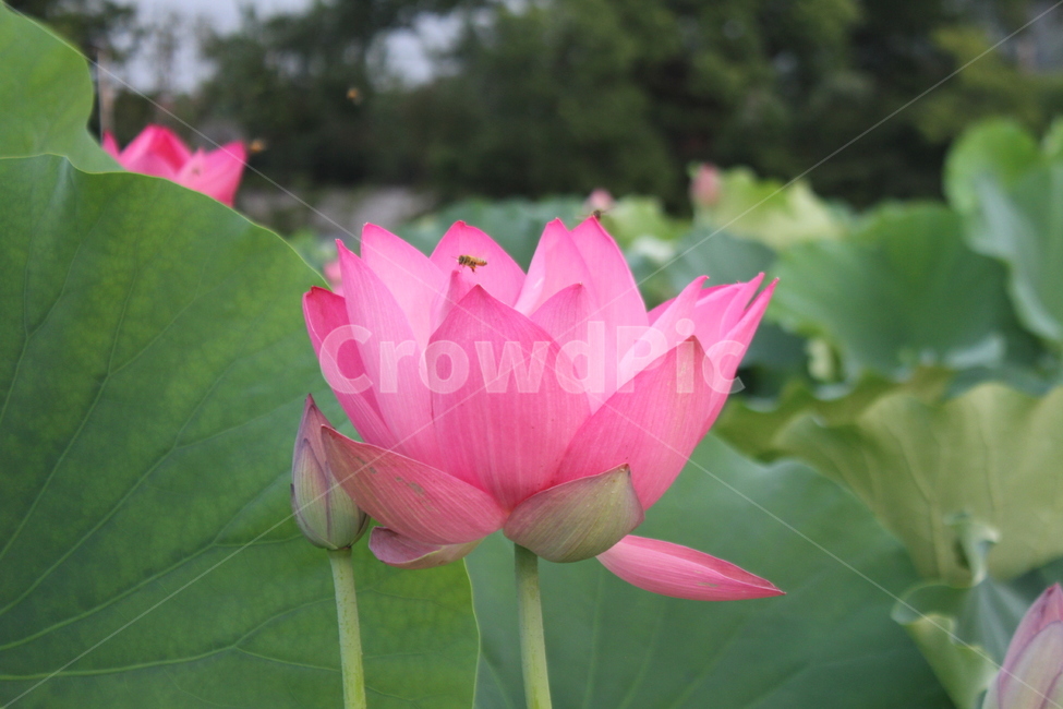 연,연꽃,lotus,식물,홍연,식물,자연,plants,nature,꽃,flower