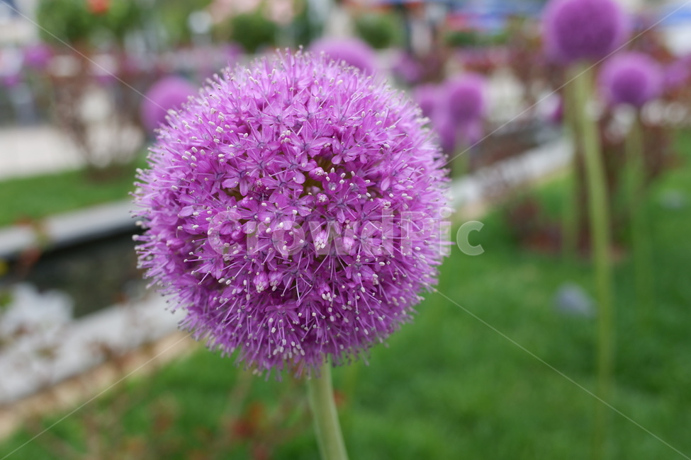 식물,plant,flower,꽃,보라색꽃,보라색