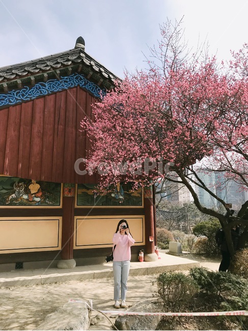 꽃,홍매화,한옥,나무,처마,봄,계절,spring,season,한국전통,한국문화,korean,식물,자연,nature,flower,여자,카메라,봄,계절,spring,season,한국전통,한국문화,korean traditional,korean culture,식물,자연,plants,nature,꽃,flower,사람,인물,인간,human,person,여성,여자,woman,female,lady,건축물,건물외관,exterior,building,structure,architecture,construction,plant,blossom