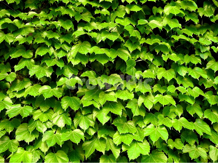 식물,담쟁이덩굴,초록잎,자연,plant,식물,자연,plants,nature
