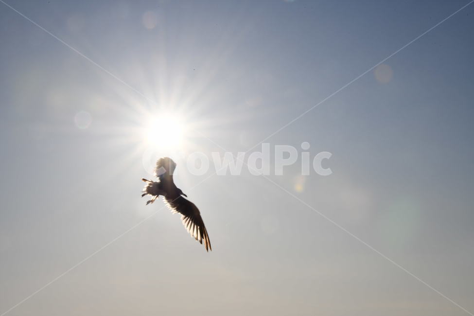 갈매기,하늘,태양,빛가림,날개,조류,새,birds