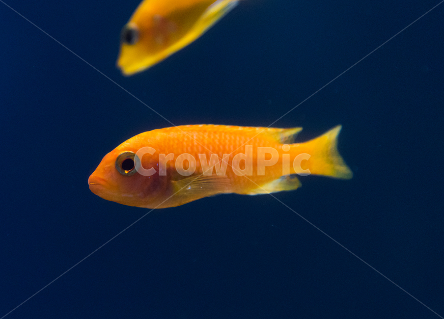 cichlid,fish,freshwater fish,aquarium