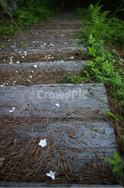 계단,나무,풀,낙화,꽃잎,꽃,flower