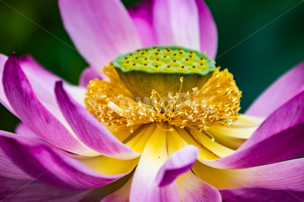꽃,연꽃,연잎,수련,자연,힐링,식물,자연,plants,nature,꽃,flower