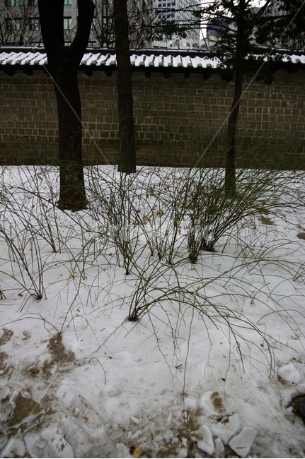 겨울,winter,풍경,설경,눈,나무,식물,plant,겨울,계절,winter,season