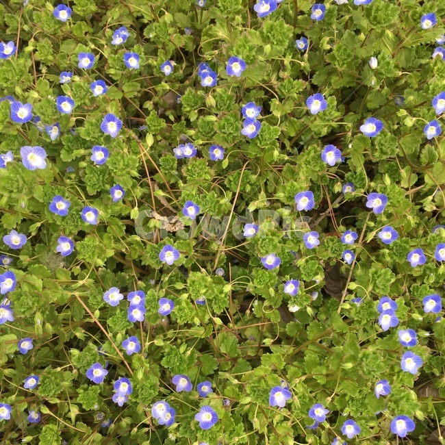 들꽃,봄,purple,큰개불알꽃,봄까치꽃,flower,보라,보라색,violet,wildflower,field,green,cypripediumcalceolusl