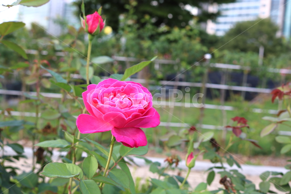 장미,장미꽃,꽃,식물,자연,핑크피스,분홍꽃,관상용,식물,자연,plants,nature,꽃,flower