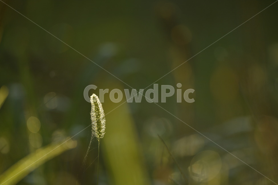 자연,꽃,가을,아침,이슬,식물,자연,plants,nature