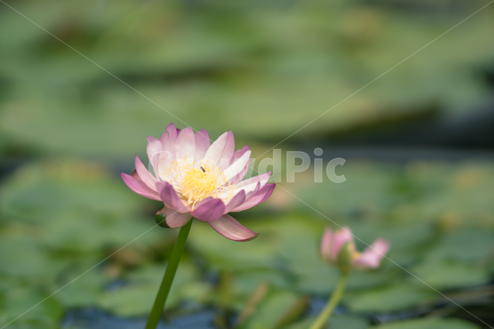 연꽃,여름,꽃,꽃사진,flower,lotus,식물,자연,plants,nature,꽃,flower
