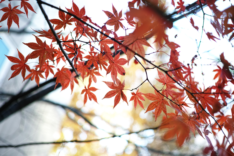 가을,단풍,따뜻함,가을분위기,낙엽,가을,계절,fall,autumn,season,식물,자연,plants,nature,감성,sensible,feeling,leaf,잎,plant,tree,나무,maple