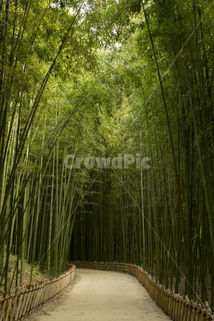 대나무,대나무숲,길,자연,풍경,식물,자연,풍경,nature,landscape,plant