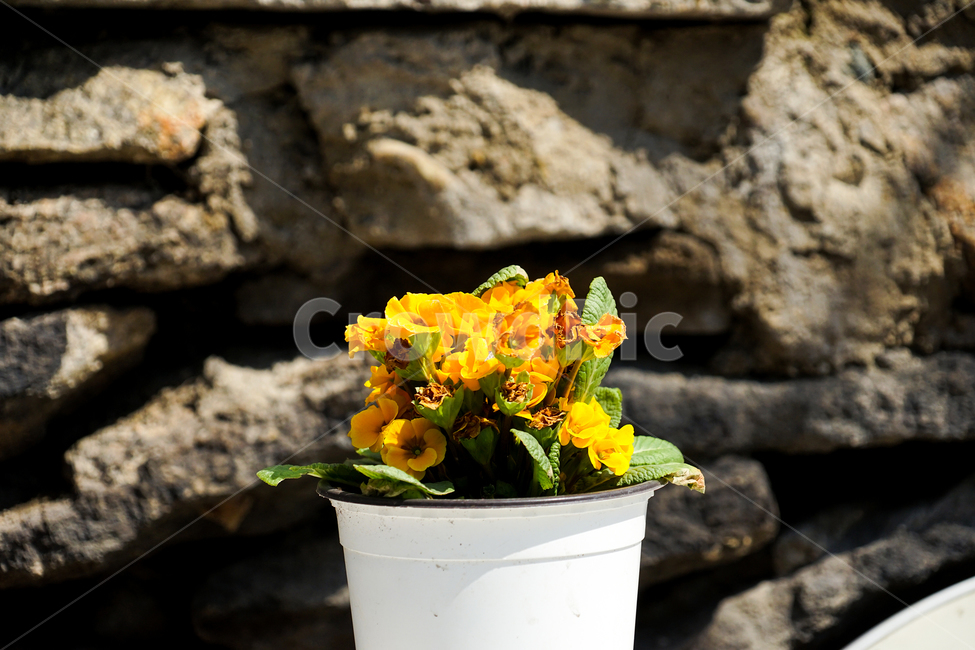 plant,식물,꽃,flower,화분,실내용화초,화분,화초,house plant