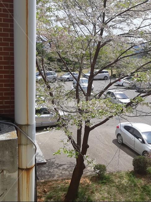 식물,봄,spring,벽,벚꽃