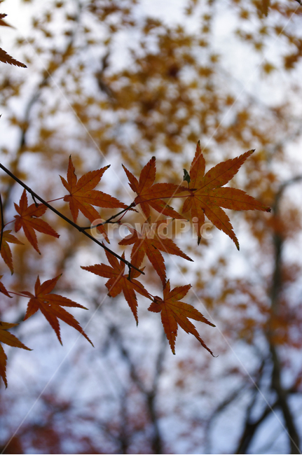 가을,fall,나무,식물,plant,단풍,잎,가을,계절,fall,autumn,season,leaf,tree,maple