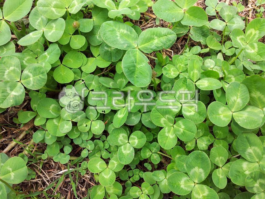 four leaf clover,three leaf clover,plant,clover,vegetation,shamrock,leaf