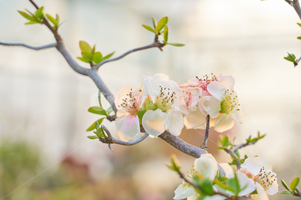 비닐하우스,봄,꽃,flower,flowers,blossom,beautiful,정원,화원,아름다운,식물,자연,plants,nature,꽃,flower