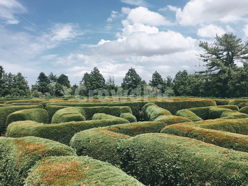하늘,구름,나무,미로,미로공원,녹색,하늘색,공원,제주,jeju,park,maze,labyrinth,mazepark,sky,cloud,계절,여름,nature