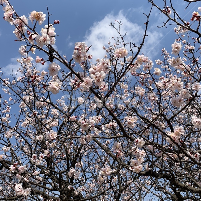 식물,flower,꽃,cherryblossom,벚꽃,봄,나무,길거리,학교,캠퍼스