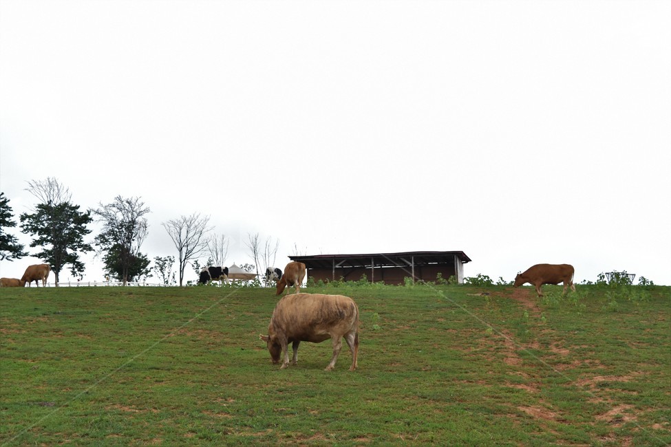 nature,자연,outdoors,옥외,field,농촌,rural,목초지,grassland,들,farm,농장,countryside,동물,animal,포유류,mammal