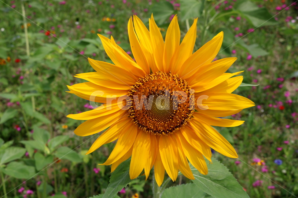 꽃,해바라기,해바라기꽃,식물,국화과,속씨식물,식물,자연,plants,nature,꽃,flower