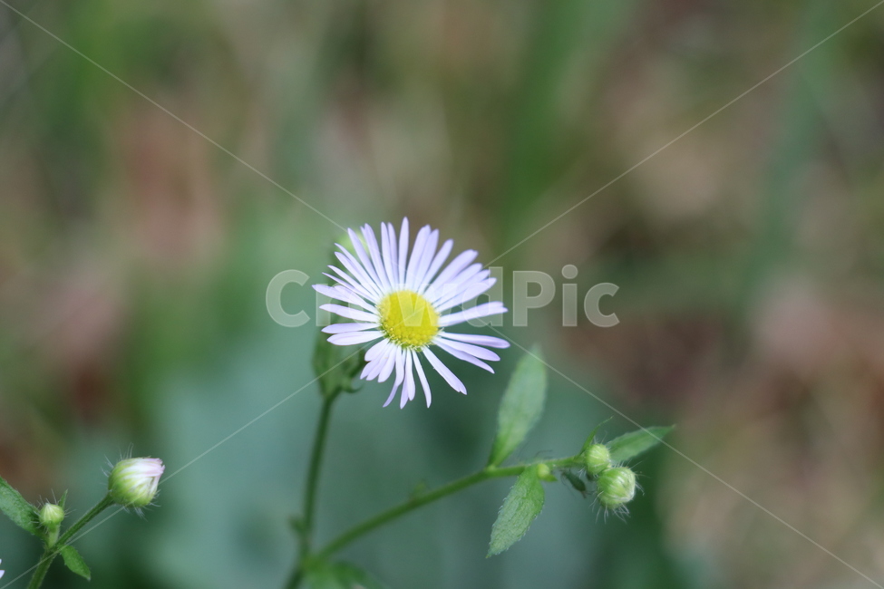 꽃,자연,식물,작은꽃,가을,식물,자연,plants,nature,꽃,flower