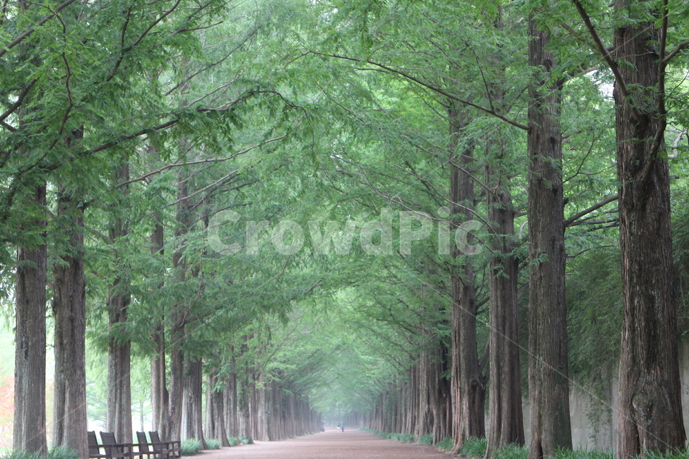 담양,메타세콰이어,메타세콰이어길,가로수,여름날,koreanlandscape,여름,계절,summer,season,자연,풍경,nature,landscape,한국자연풍경,한국자연경관,korea nature landscape,나무,trees,wood,tree,plant,식물