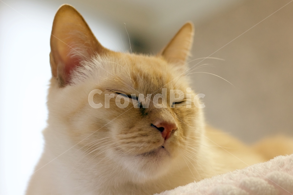 고양이,애완동물,동물,pet,cat,animal,반려동물,반려묘,낮잠,sleepingcat,나른,동물,animal,포유류,mammal,고양이,cat,kitten,kitty