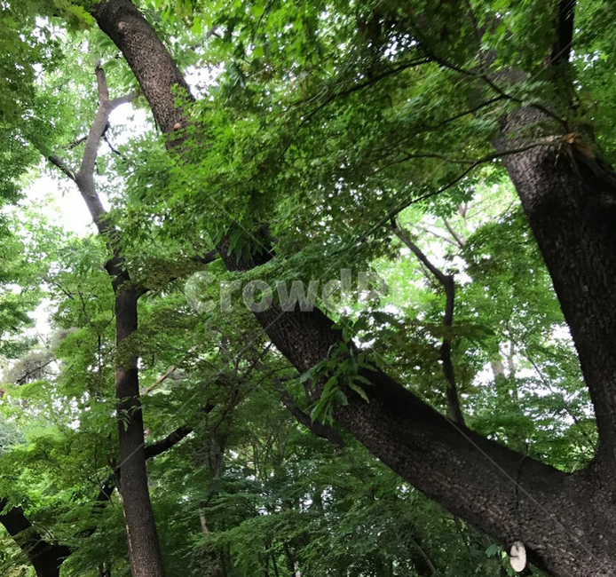 나무,풍경,여름,초록,펜션