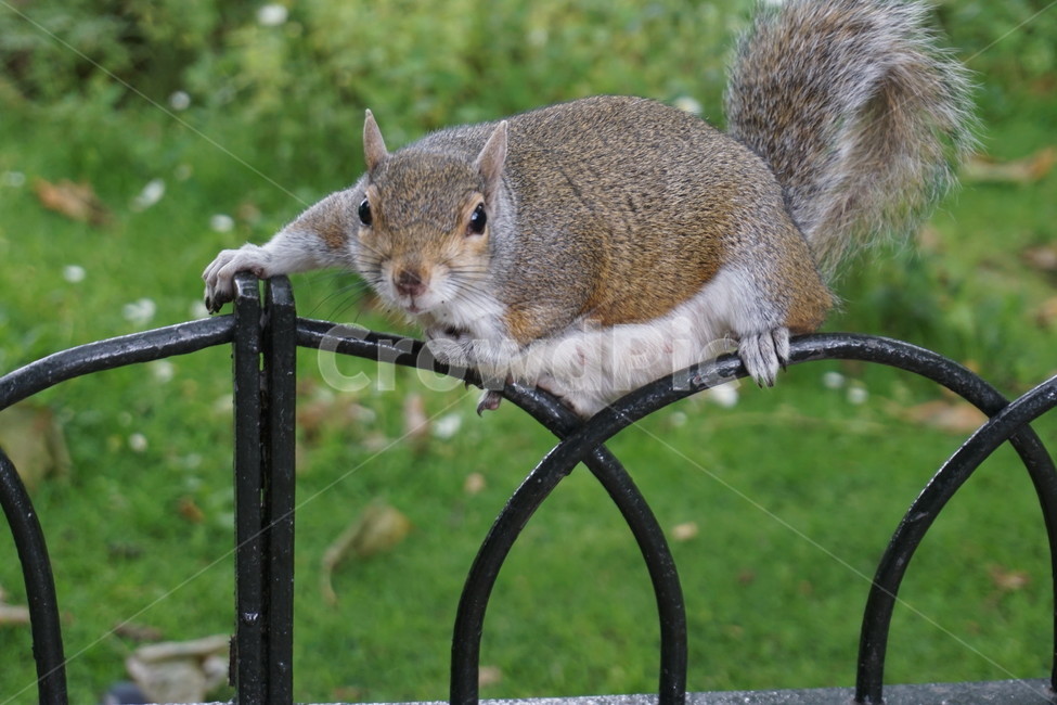 다람쥐,공원,park,squirrel,영국,런던,동물,animal,포유류,mammal