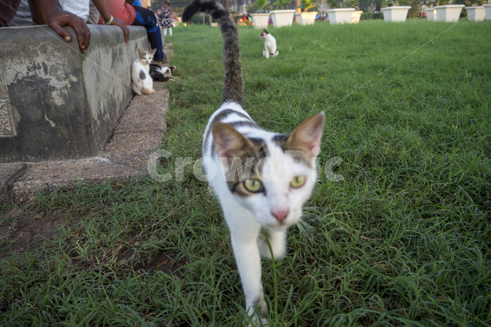 고양이,길고양이,길냥이,acat,거리,cats,잔디밭,동물,animal,포유류,mammal,고양이,cat,kitten,kitty